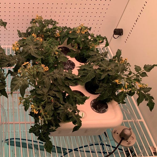Tomatoes growing in the plant testbed